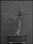 bonsai-01-thm.jpg