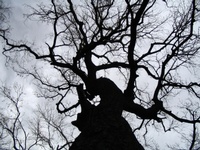 ashen_tree-01-thm.jpg