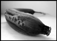 bad-fruit-01-thm.jpg