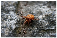queen-of-the-leaves-IMG_0595_modified-thm.jpg