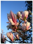 sunset-flower-01-thm.jpg